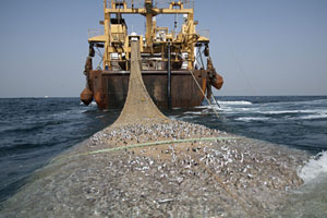 Bis zu 250 Tonnen Fisch fängt ein einziger europäischer Supertrawler in
Westafrika - pro Tag. Das ist die Menge, die 56 mauretanische
Fischerboote gemeinsam aus dem Meer holen - pro Jahr. Bis zu 250 Tonnen Fisch fängt ein einziger europäischer Supertrawler in
Westafrika - pro Tag. Das ist die Menge, die 56 mauretanische
Fischerboote gemeinsam aus dem Meer holen - pro Jahr.