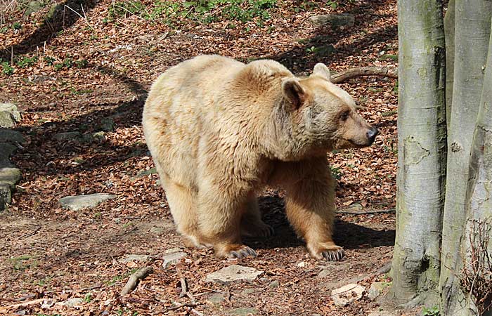 In freier Wildbahn verbringen die Bären rund 16 Stunden am Tag mit der Nahrungssuche.
