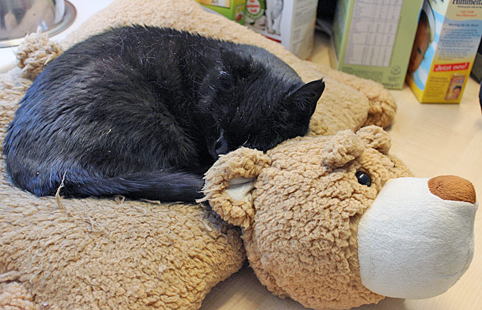 Die 23-jährige Maggie wird im Team nur Office Supervisor genannt. Die schwarze Katze wurde am Karlsplatz geboren, zweimal von einem Auto angefahren und einmal von einem Hund attackiert. Von den Bären lässt sie sich nichts gefallen.