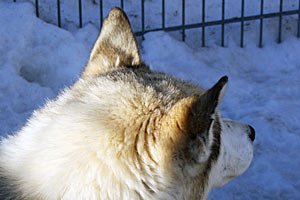 Daher leben sogar Nachfahren der legendären Grönlandhunde von Roald Amundsen im Böhmerwald. Daher leben sogar Nachfahren der legendären Grönlandhunde von Roald Amundsen im Böhmerwald.