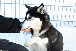 Alaskan Husky Daisy setzt hingegen auf Charme und hat es damit bis zur Leithündin gebracht. Alaskan Husky Daisy setzt hingegen auf Charme und hat es damit bis zur Leithündin gebracht.