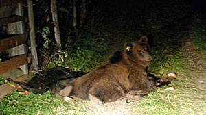 Der Braunbär "M13" stammt aus dem Trentino und zeigte bisher wenig Scheu bei der Begegnung mit Menschen, was ihm die Einstufung als "auffällig" eintrug. Der Braunbär "M13" stammt aus dem Trentino und zeigte bisher wenig Scheu bei der Begegnung mit Menschen, was ihm die Einstufung als "auffällig" eintrug.