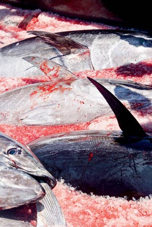 Die jahrtausendealte Tradition ist laut Slow Food eine der ganz wenigen
Arten, heute noch nachhaltigen Thunfischfang zu betreiben. Die jahrtausendealte Tradition ist laut Slow Food eine der ganz wenigen
Arten, heute noch nachhaltigen Thunfischfang zu betreiben.