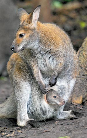 Erinnert sich noch jemand an Skippy, das Buschkänguru?