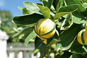 Manche der seltenen Zitrusbäume sind so alt, dass auch Kaiserin Sisi sich ohne weiteres am Duft ihrer Blüten und dem Fleisch ihrer Früchte gütlich getan haben könnte. Heute sind sie Spitzenköchen wie Heinz Reitbauer vorbehalten.