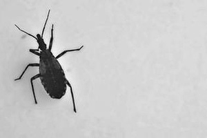 Chagas kommt in den meisten lateinamerikanischen Ländern vor. Die Infektionskrankheit wird durch einen Parasiten verursacht und durch eine blutsaugende Raubwanze (kissing bug, im Bild) übertragen, die in ländlichen Gegenden und Stadtrandgebieten, wo Menschen in Stroh- und Lehmhütten leben, häufig vorkommt. Die Übertragung geschieht auch von Mutter zu Kind, über Bluttransfusionen, Organtransplantationen oder kontaminiertes Essen. Chagas kommt in den meisten lateinamerikanischen Ländern vor. Die Infektionskrankheit wird durch einen Parasiten verursacht und durch eine blutsaugende Raubwanze (kissing bug, im Bild) übertragen, die in ländlichen Gegenden und Stadtrandgebieten, wo Menschen in Stroh- und Lehmhütten leben, häufig vorkommt. Die Übertragung geschieht auch von Mutter zu Kind, über Bluttransfusionen, Organtransplantationen oder kontaminiertes Essen.