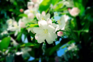 Tilt-Shift mit Instagram 