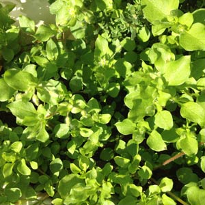 Stolze Stauden, sattes Grün, hübsche Blüten - warum entfernen? Stolze Stauden, sattes Grün, hübsche Blüten - warum entfernen?