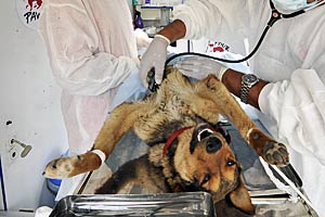 Bislang wurden rund 600 Hunde kastriert. Bislang wurden rund 600 Hunde kastriert.