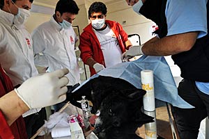 Amir Khalil mit einem Team der Stray Animal Care bei der Arbeit. Amir Khalil mit einem Team der Stray Animal Care bei der Arbeit.