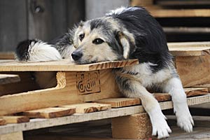Denn nur so kann die Zahl der Hunde nachhaltig und human reduziert werden. Denn nur so kann die Zahl der Hunde nachhaltig und human reduziert werden.