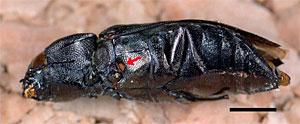 Der rote Pfeil weist auf das hochleistungsfähige Infrarotorgan dieses Schwarzen Kiefernprachtkäfers (Melanophila acuminata) hin. Der Sensor kann aus großer Entfernung Wärmestrahlung wahrnehmen.