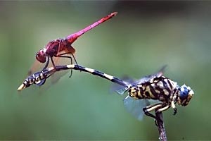 Zwei für die afrikanischen Savannen und Waldgebiete typischen Libellenarten: Ein Violetter Sonnenzeiger (Trithemis annulata) lässt es sich auf dem Hinterteil einer TIgerschwanz-Libelle (Ictinogomphus ferox) gutgehen.