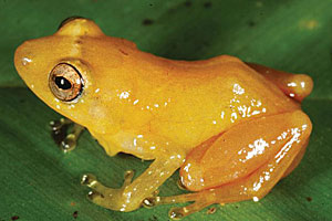 Diasporus citrinobapheus hat kein Farbechtheitszertifikat. Diasporus citrinobapheus hat kein Farbechtheitszertifikat.