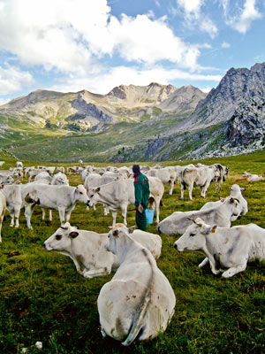 Kühe der selten gewordenen "Razza piemontese" auf der Alm. Kühe der selten gewordenen "Razza piemontese" auf der Alm.