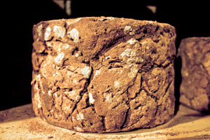 Ihre Milch ist das Ausgangsprodukt für Castelmagno, einen seit dem 13. Jahrhundert historisch belegten Käse, der bei der Reifung in unterirdischen Grotten zum Blauschimmelkäse wird - ... Ihre Milch ist das Ausgangsprodukt für Castelmagno, einen seit dem 13. Jahrhundert historisch belegten Käse, der bei der Reifung in unterirdischen Grotten zum Blauschimmelkäse wird - ...