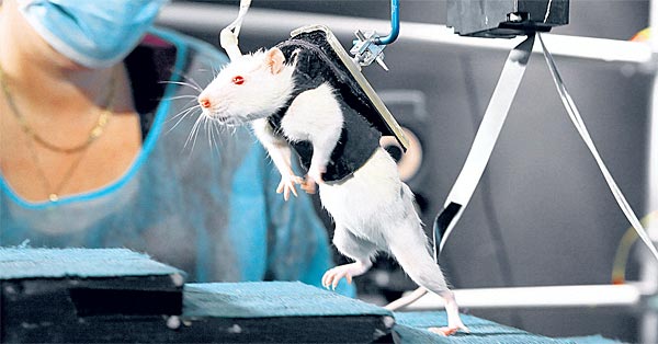 Eine Ratte im Dienste des medizinischen Fort-Schritts: Forschern gelang es, "schlafende" Nerven im Rückenmark des gelähmten Tieres mittels Stimulation zu "wecken" - und den Nager wieder zum Gehen zu bringen. 
