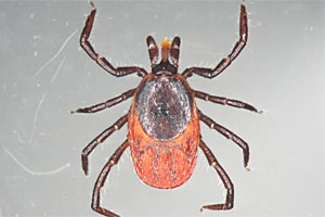 Der Holzbock (Ixodes ricinus) ist Überträger von Borrelien, die eine Borreliose verursachen können. Der Holzbock (Ixodes ricinus) ist Überträger von Borrelien, die eine Borreliose verursachen können.