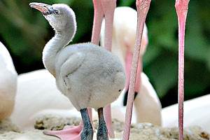 Wenn sie klein sind, sehen Flamingos noch nicht aus wie Flamingos - die rosa Farbe bekommen sie erst durch die Farbstoffe von Krebsen aus der Nahrung. Wenn sie klein sind, sehen Flamingos noch nicht aus wie Flamingos - die rosa Farbe bekommen sie erst durch die Farbstoffe von Krebsen aus der Nahrung.
