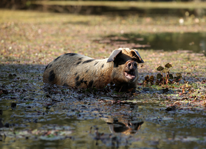Hier lacht das Schwein, gleich taucht es unter: das Naturphänomen der schwimmenden Schweine, zu sehen im "Universum" über die Donau Hier lacht das Schwein, gleich taucht es unter: das Naturphänomen der schwimmenden Schweine, zu sehen im "Universum" über die Donau