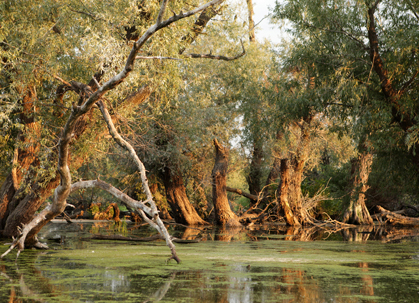 Nationalpark Donauauen. Nationalpark Donauauen.
