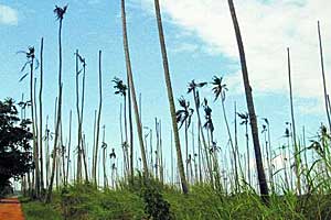 Einst galt die Gegend um Quelimane im Norden Mosambiks als größte Kokospalmen-Plantage der Welt. Heute ragen auf vielen Quadratkilometern nur mehr die toten Stämme in den Himmel.