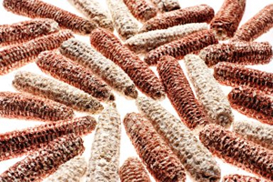 Mit aus Biomasse gewonnenem Ethanol - hier abgenagte Maiskolben - soll die Energiewende kommen. Mit aus Biomasse gewonnenem Ethanol - hier abgenagte Maiskolben - soll die Energiewende kommen.