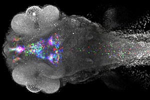 Die Grafik zeigt eingefärbt die Genexpression dreier verschiedener Larven eines Zebrafisches in einem virtuellen Standardgehirn. Die Grafik zeigt eingefärbt die Genexpression dreier verschiedener Larven eines Zebrafisches in einem virtuellen Standardgehirn.