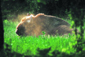 Größtes lebendes Landsäugetier: ein Wisent im Urwald von Bialowieza, einem der polnischen Nationalparks.