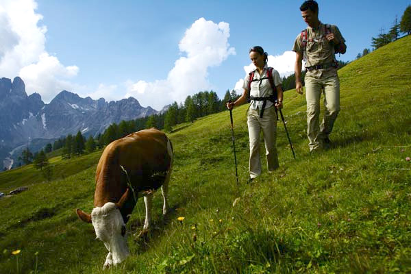 Mehr als 200 Stück Vieh verbrinen die Sommerzeit auf den freien Flächen.