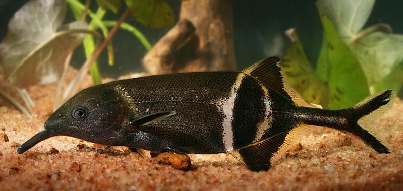 Das verlängerte Kinn verfügt über ein elektrisches Organ und dient dem Elefantenrüsselfisch  im trüben Wasser zur Nahrungssuche, mit seinen hochspezialisierten Augen hält er nach Feinden Ausschau.