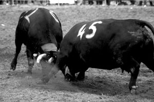Schweizer Kühe können mehr als Milch: Die Doku "Kampf der Königinnen"
führt es vor. Schweizer Kühe können mehr als Milch: Die Doku "Kampf der Königinnen"
führt es vor.