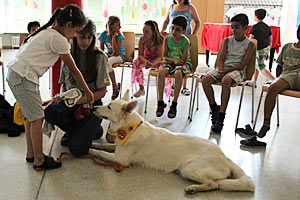 Elisabeth Mannsberger und ihr Hund Daily besuchen regelmäßig Volksschulen und Kindergärten, um den sicheren Umgang mit Vierbeinern zu vermitteln. Regel Nummer eins: Nie auf einen Hund zustürmen, zuerst den Besitzer fragen und dann das Tier an der Hand schnüffeln lassen. Elisabeth Mannsberger und ihr Hund Daily besuchen regelmäßig Volksschulen und Kindergärten, um den sicheren Umgang mit Vierbeinern zu vermitteln. Regel Nummer eins: Nie auf einen Hund zustürmen, zuerst den Besitzer fragen und dann das Tier an der Hand schnüffeln lassen.