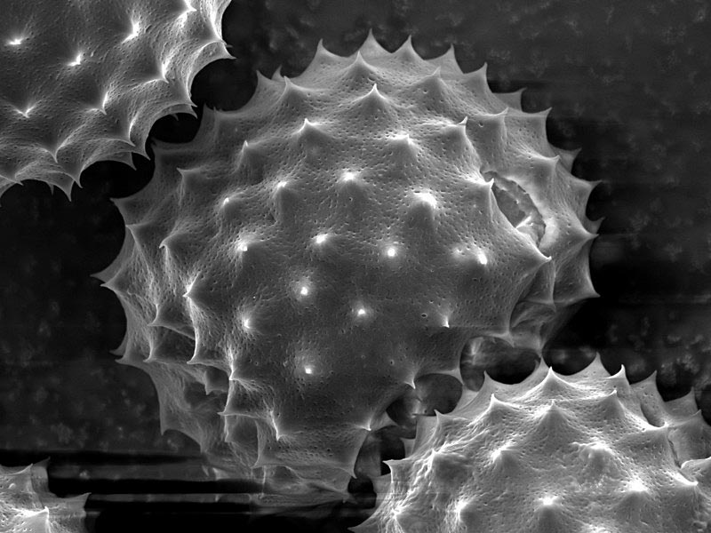 Oberflächenmoleküle von Pollen - hier im Bild Ambrosia-Pollen - gelangen in große Höhen, wo sie als Eiskeime dienen könnten, wie nun Forscher der TU Wien nachweisen konnten.