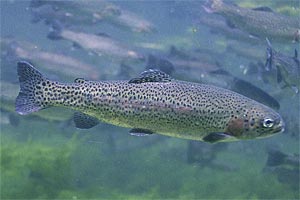 Bei Forellen dürfte er in der Nasenschleimhaut stecken. Bei Forellen dürfte er in der Nasenschleimhaut stecken.