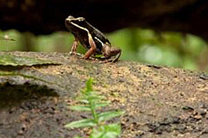 Allobates femoralis hat eine neue Insel besiedelt ...