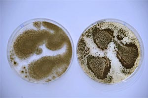Aspergillus oryzae (links) dient heute zur Herstellung von Sake, Miso, Soya &amp; Co. Sein nahe Verwandter Aspergillus flavus dagegen produziert giftige Stoffwechselprodukte, die auch für den Menschen schädlich sind.