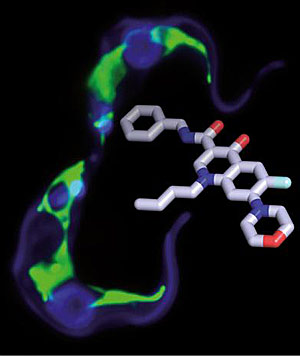 Die chemische Struktur des neuen Chinolonamids und Schlafkrankheitserreger, die durch seine Einwirkung bereits geschädigt wurden. Die chemische Struktur des neuen Chinolonamids und Schlafkrankheitserreger, die durch seine Einwirkung bereits geschädigt wurden.