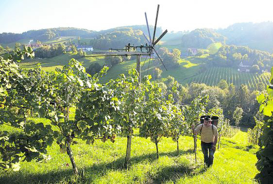 Georgiberg: Dank des Mikroklimas und der vielen verschiedenen Bodensorten wachsen hier Trauben in Weiß und Rot.
Bilder vom Weingut gibt's in einer Ansichtssache.
Info: Weingut Georgiberg