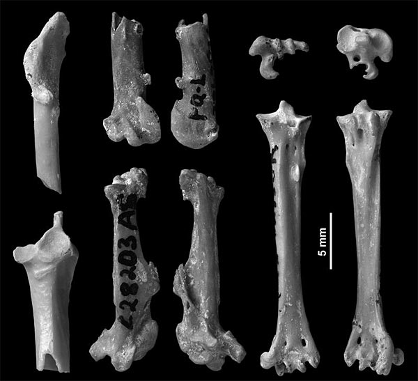 Die Knochen des Spechtes Australopicus nelsonmandelai sind rund fünf Millionen Jahre alt.