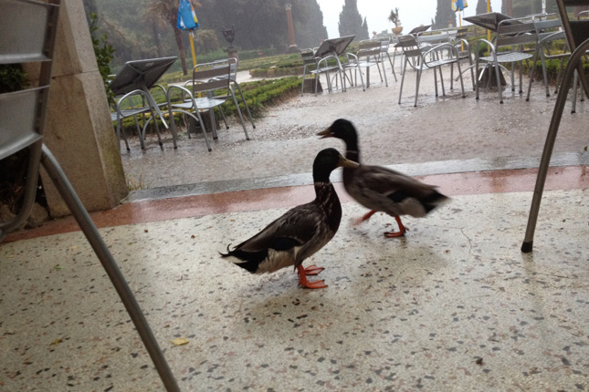 Wenn die Wolken brechen, suchen auch die Enten Schutz im Café.