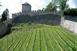 Wo der Wein wächst: Seit ein paar Jahren auch mitten in der Stadt Salzburg, auf dem Mönchsberg. Und kein schlechter noch dazu! 