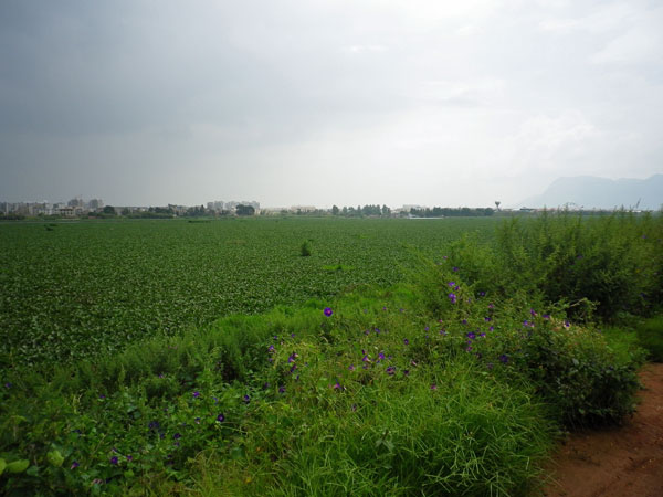 Der Grassee: Ein See aus Gras ist alles, was in einigen Teilen vom Dianchi übrig blieb. 