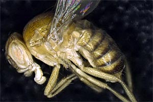... und die neu kreierte Art Drosophila synthetica.