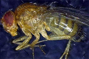 Die natürliche Fruchtfliege (Drosophila melanogaster) ...