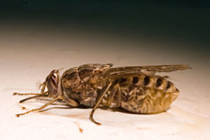 Die Tsetse-Fliege überträgt die krank machenden Parasiten per Biss. Die Tsetse-Fliege überträgt die krank machenden Parasiten per Biss.