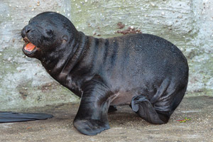 Das Baby und die Mama sind vorläufig noch in einem eigenen Bereich untergebracht. Das Baby und die Mama sind vorläufig noch in einem eigenen Bereich untergebracht.