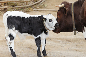 Bergbauern werden künftig höhere Flächenprämien erhalten. Wie hoch diese sein werden, ist zwar noch nicht fix, aber der hohe Unterschied zu anderen Förderungen dürfte fallen. Bergbauern werden künftig höhere Flächenprämien erhalten. Wie hoch diese sein werden, ist zwar noch nicht fix, aber der hohe Unterschied zu anderen Förderungen dürfte fallen.