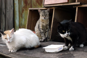 Auch in Österreich leben streunden Katzen in den Städten auf der Straße.
