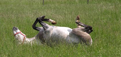 Das ist Yazid im Sichwälzen und auf der grünen Wiese in Zurndorf.